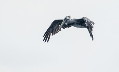 Pelecanus occidentalis