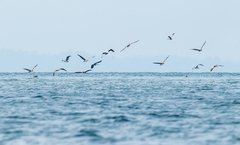 Pelecanus occidentalis