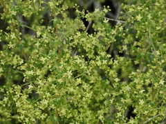Galium stellatum