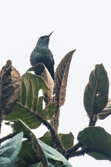 Opisthoprora euryptera