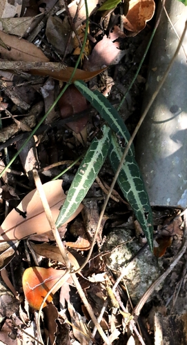Gardneria multiflora (Gardneria multiflora)