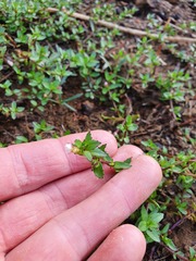 Gratiola sexdentata