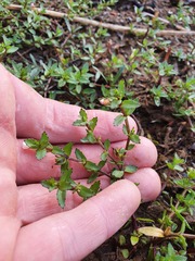Gratiola sexdentata