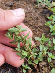 Gratiola sexdentata