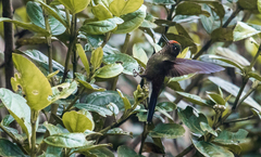 Chalcostigma herrani tolimae