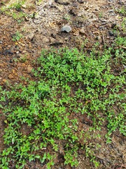 Gratiola sexdentata