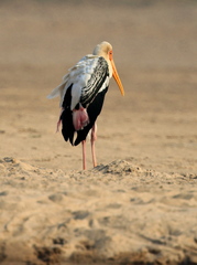 Mycteria leucocephala