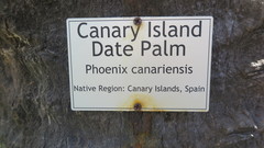 Phoenix canariensis