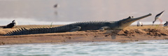 Gavialis gangeticus