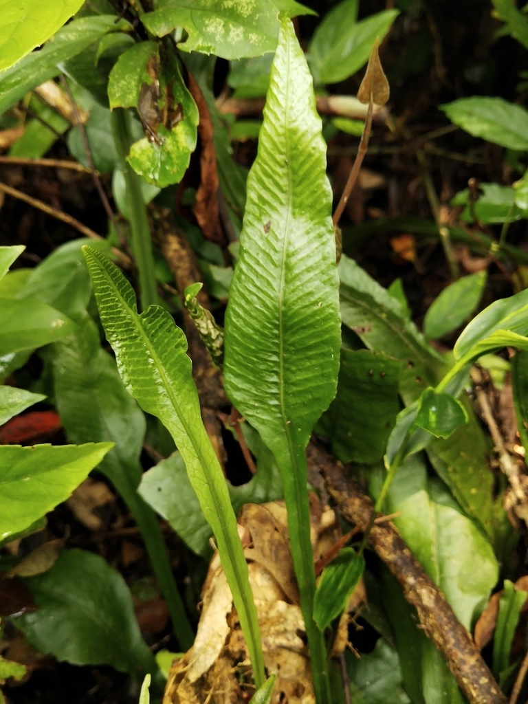 Leptochilus wrightii