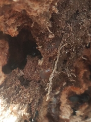 Myrmecophilus pergandei