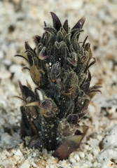 Aphyllon cooperi
