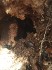 Myrmecophilus pergandei