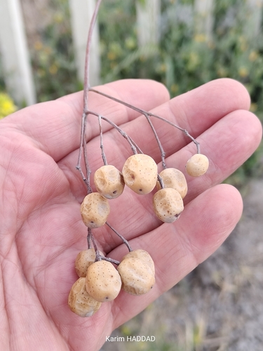 Chinaberry