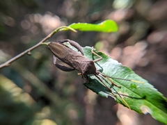 Pseudomictis obtusispinus