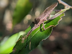 Pseudomictis obtusispinus