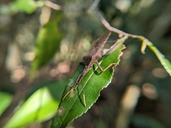 Pseudomictis obtusispinus