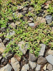 Centipeda aotearoana