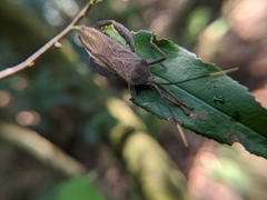 Pseudomictis obtusispinus