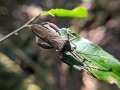 Pseudomictis obtusispinus