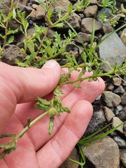 Centipeda aotearoana