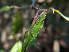 Pseudomictis obtusispinus