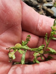 Centipeda aotearoana