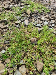 Centipeda aotearoana