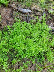 Centipeda aotearoana