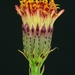 Adenophyllum porophylloides - Photo (c) David Greenberger, alguns direitos reservados (CC BY-NC-ND), uploaded by David Greenberger