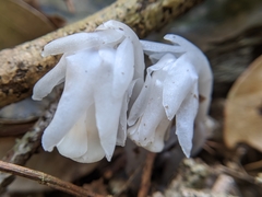 Monotropastrum humile glaberrimum