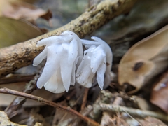 Monotropastrum humile glaberrimum