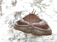 Gonimbrasia belina
