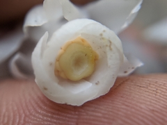 Monotropastrum humile glaberrimum