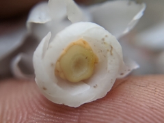 Monotropastrum humile glaberrimum