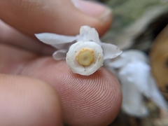 Monotropastrum humile glaberrimum