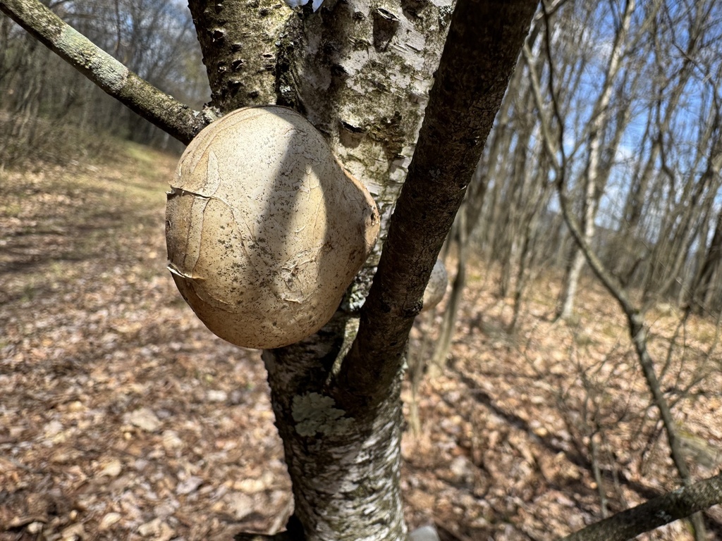 Fomitopsis betulina · April 2026 · photo: © thedrw (iNaturalist, cc-by)