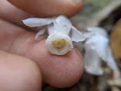 Monotropastrum humile glaberrimum