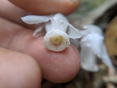 Monotropastrum humile glaberrimum