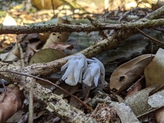 Monotropastrum humile glaberrimum