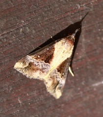 Dichromia quinqualis