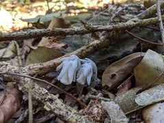 Monotropastrum humile glaberrimum