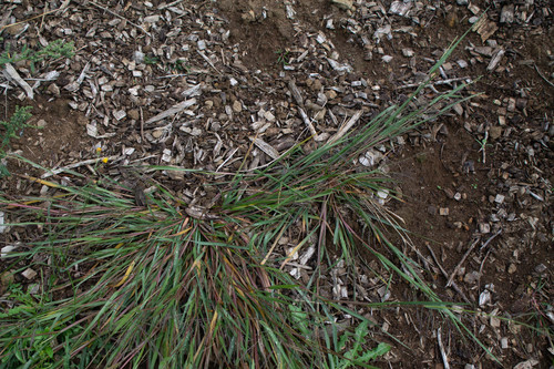 Panicum dichotomiflorum iNat (3)