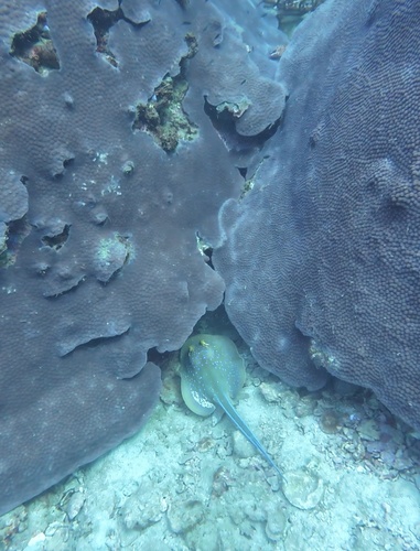 Taeniura lymma