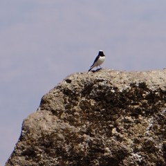 Oenanthe pleschanka