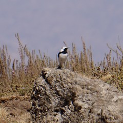 Oenanthe pleschanka