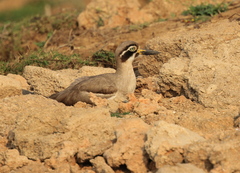 Esacus recurvirostris