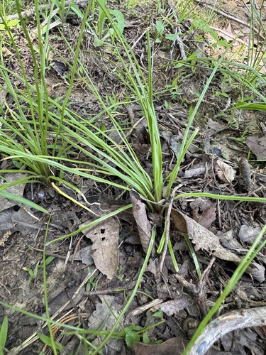 Isoetes melanopoda, 2026-04-26
