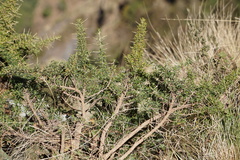 Magnoliopsida