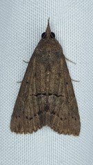 Hypena scabra